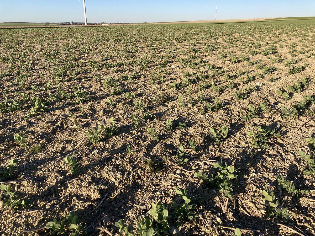 Gaeck_FD tweet media