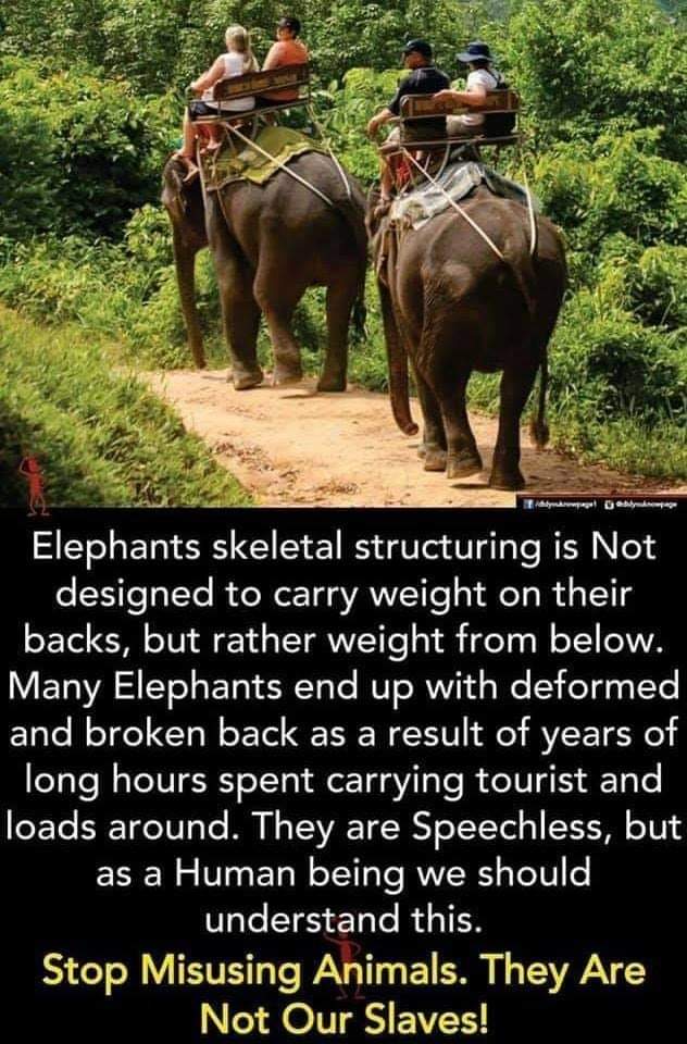 OElephants's tweet image. 🚴🏼‍♂️#RideaBikeNotanElephant ⛔🐘