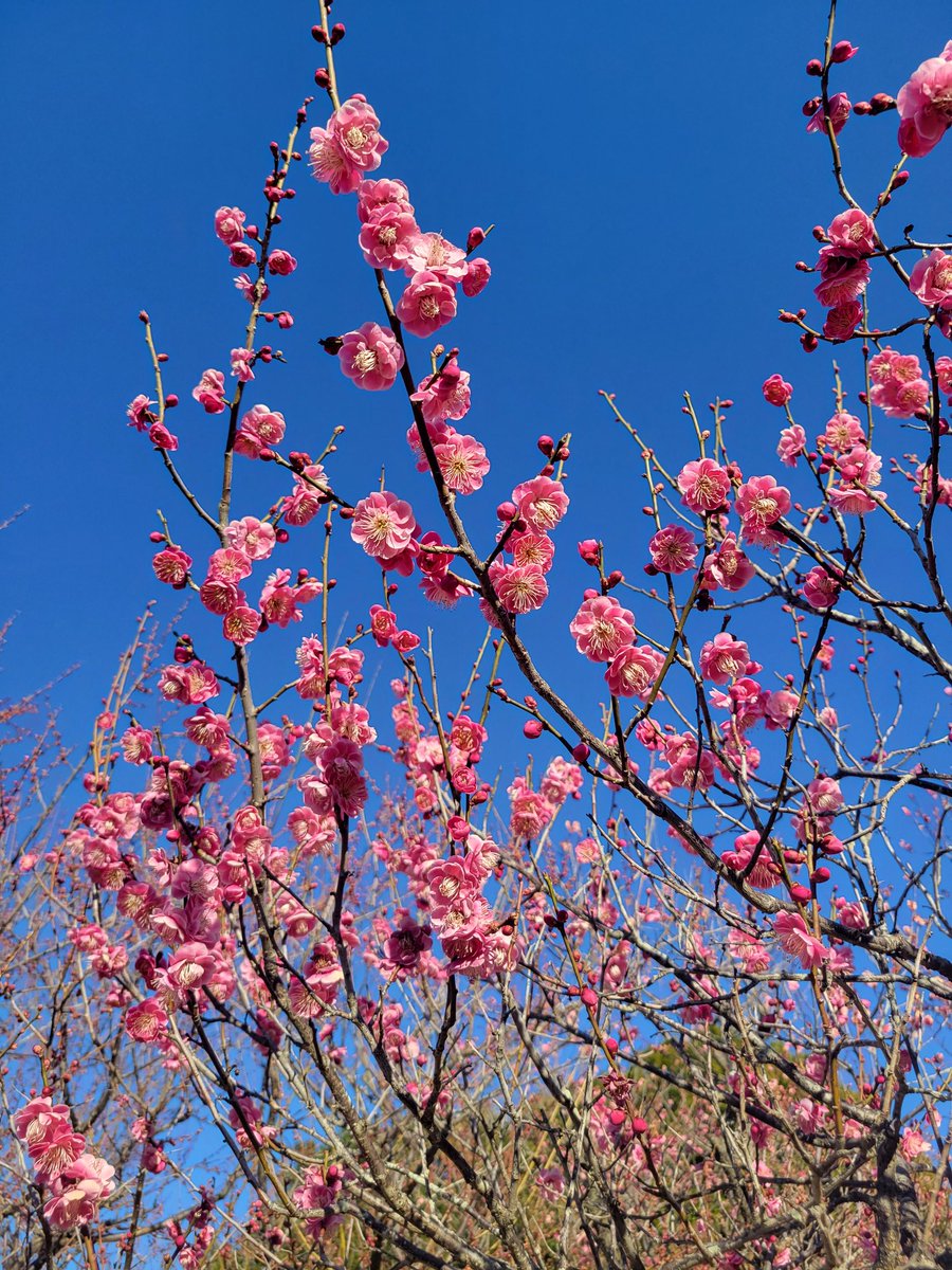 no humans sky cherry blossoms blue sky flower tree day  illustration images