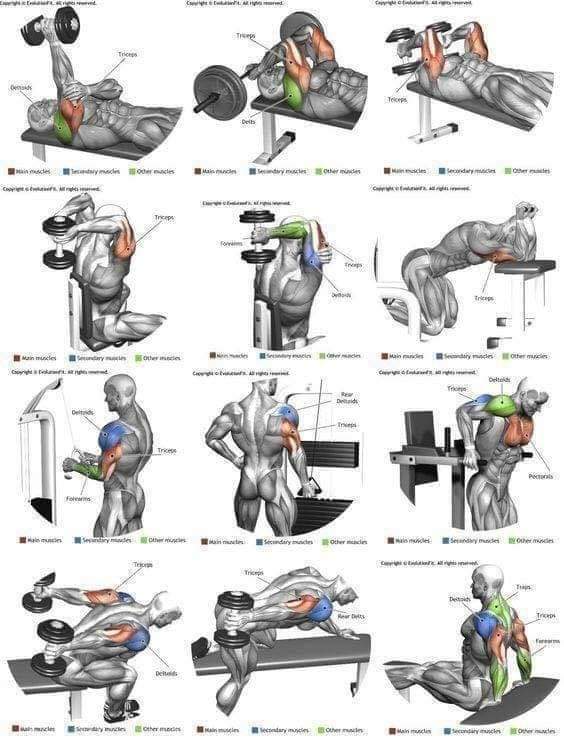 Full Body Workouts
More tips gymtip.in