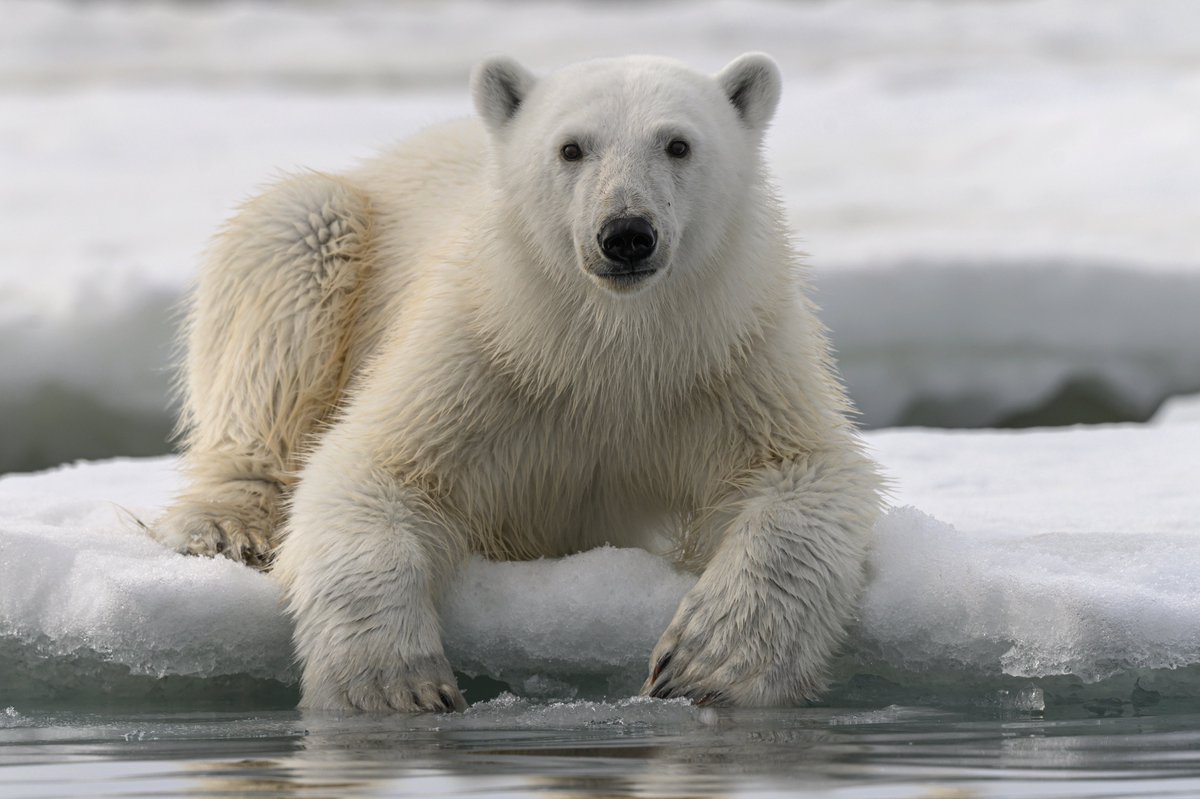 Oggi è l'#InternationalPolarBearDay Ma la #CrisiClimatica minaccia l'orso polare⚠️ L'#Artico si sta riscaldando tre volte più velocemente di ogni altra parte del #Pianeta e in 35 anni potremo perdere il 30% della popolazione della #specie #27febbraio 👉bit.ly/3xRP8uy