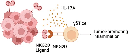 Discovery Immunology Journal (@discovimmunol) on Twitter photo #NKG2D has known anti-tumour functions. In this review, <a href="/sophiecurio/">Sophie Curio</a> et al. show that signalling through this potent immunoreceptor can also promote #cancer progression by modulating #IL17A-expressing #gdTcells
Read in our cancer #immunology collection 🔗bit.ly/3DFSh3Y #NKG2D has known anti-tumour functions. In this review, <a href="/sophiecurio/">Sophie Curio</a> et al. show that signalling through this potent immunoreceptor can also promote #cancer progression by modulating #IL17A-expressing #gdTcells
Read in our cancer #immunology collection 🔗bit.ly/3DFSh3Y