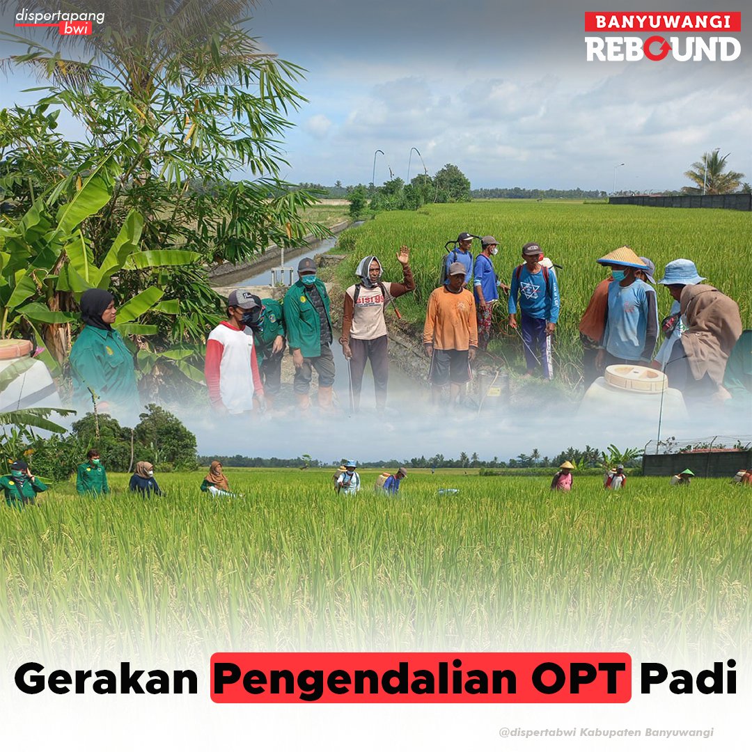 DINAS PERTANIAN & PANGAN KABUPATEN BANYUWANGI tweet media