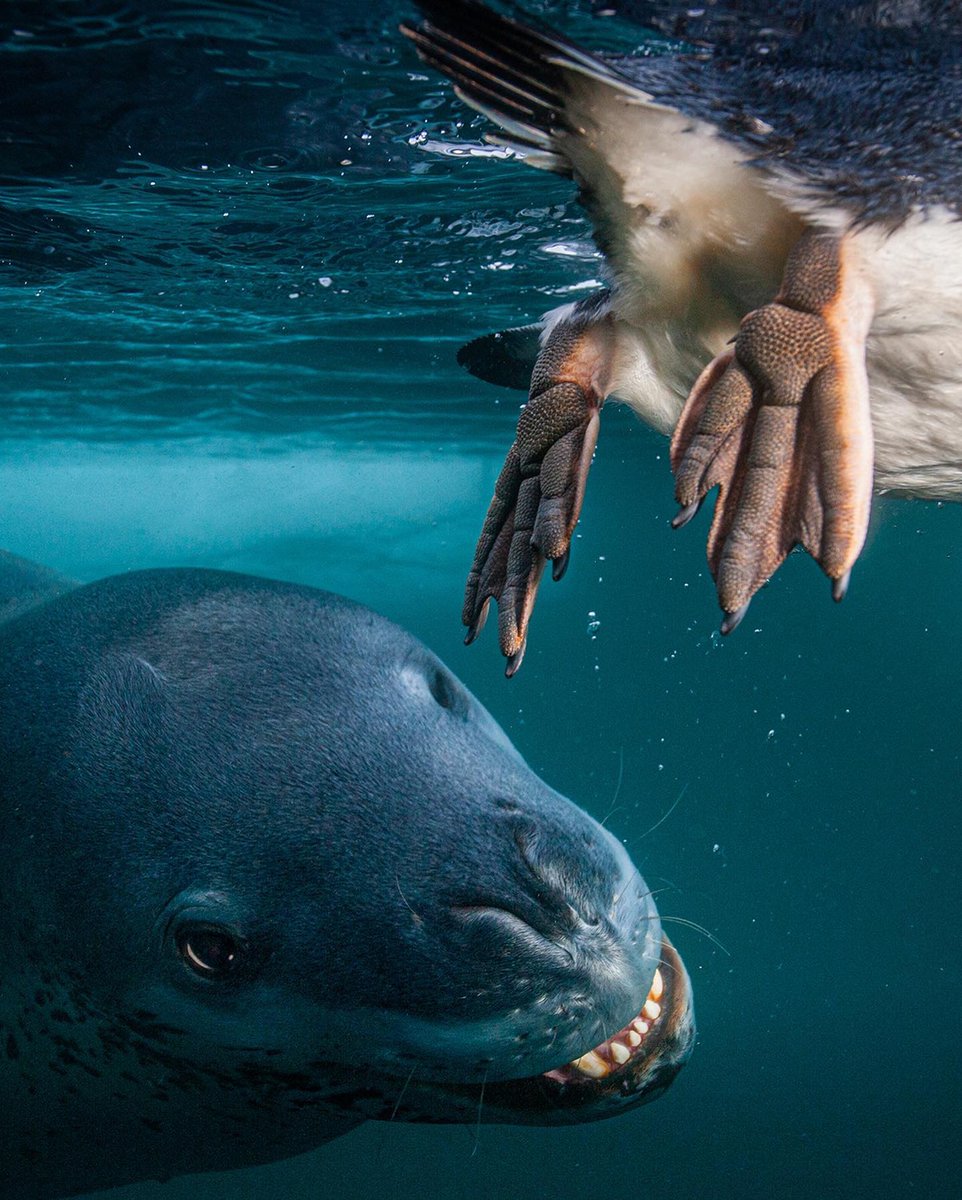 deeperblue's tweet image. Marine Life Monday.

📸@paulnicklen

#deeperbluephoto #marinelife #leopardseal #selfie  #freediving #freedivers #saltlife #onebreath #underwaterphotography #uwphoto #oceans #epic #diving #explore #underwater #freediver  #freedive #ononebreath #scubadiving #scubadiver #scuba