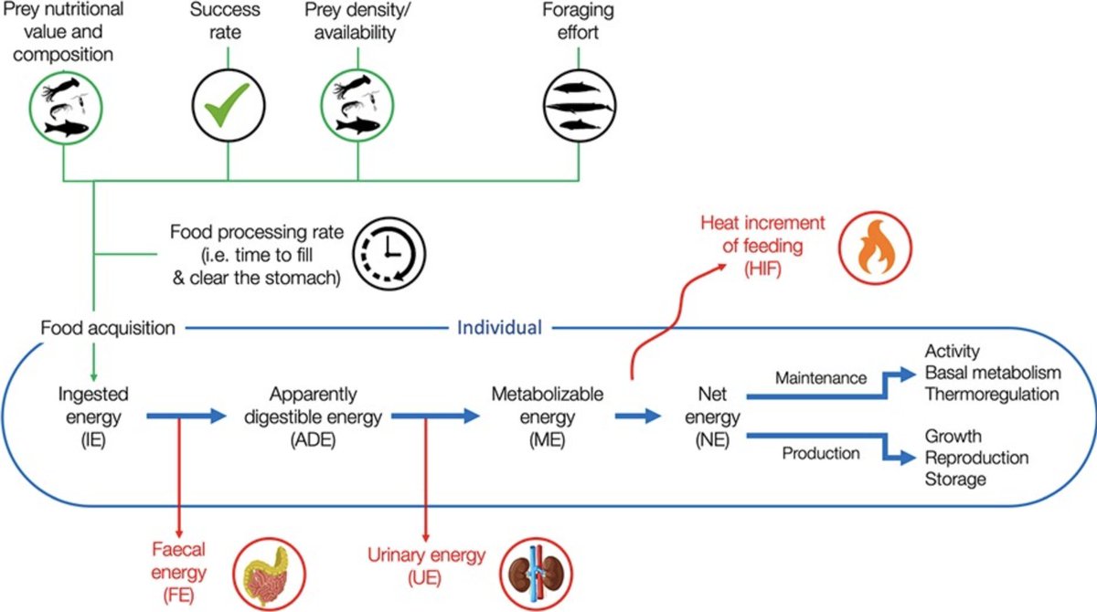 Excited to announce a new review paper on the importance of (and how to generate) estimates energy intake in bioenergetic models. 

We think of disturbance as an energetic net loss - but need to consider the mechanisms by which to estimate intake! academic.oup.com/conphys/articl…