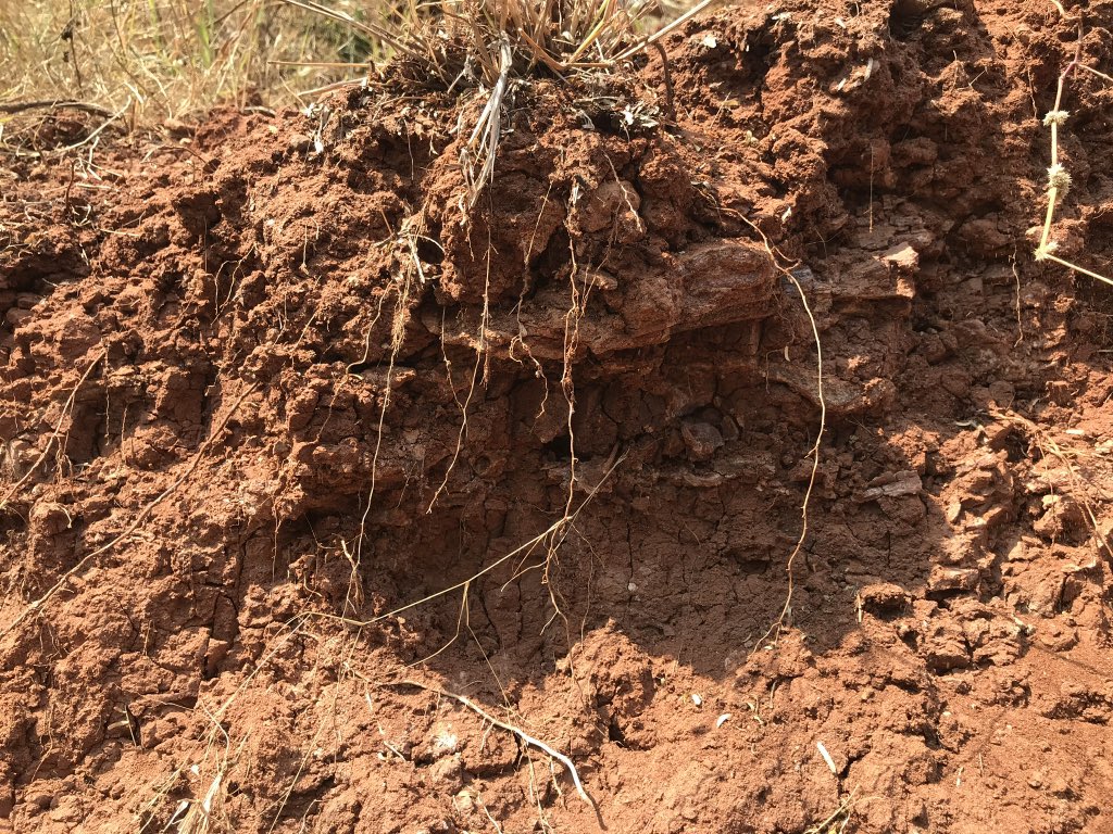 gpwilson11's tweet photo. Despite little remaining outcrop of intertrap sediments we managed to find a slope with bits of turtle and clam shell that with closer inspection revealed a large deposit of more complete turtles in cross section that included other skeletal elements. https://t.co/fvBawpY9L4