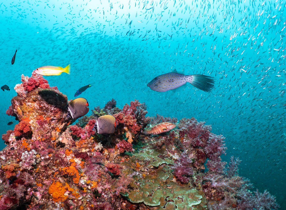 RNOIIM2's tweet photo. 👀👀Underwater Photography Drop Here 
50% donation to Oceana Organization 🥳
Click : https://t.co/dBobgB6NRn💫💫
#NFT #NFTs #NFTCommunity #nftcollector #NFTcollection #NFTTHAILAND #NFTthai #NFTThaicommunity #NFTdrop #nftart 
 #OpenSeaNFT 
@opensea https://t.co/39lA0e2bQX