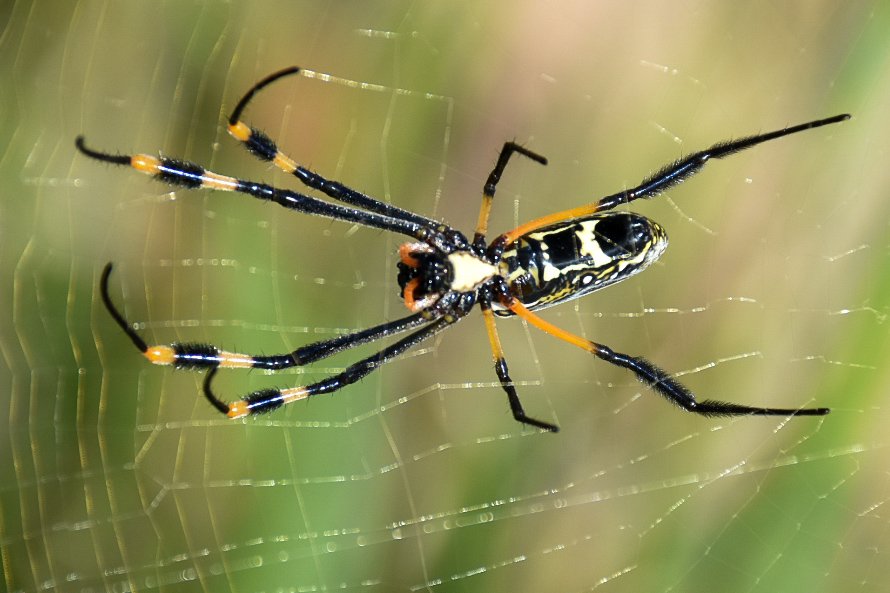 Groeniedraak's tweet photo. Nephila is a genus of araneomorph spiders noted for the impressive webs they weave. Nephila consists of numerous species found in warmer regions around the world. They are commonly called golden silk orb-weavers, golden orb-weavers, giant wood spiders, or banana spiders. https://t.co/ploKxfamOy