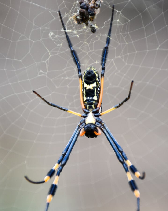 Groeniedraak's tweet photo. Nephila is a genus of araneomorph spiders noted for the impressive webs they weave. Nephila consists of numerous species found in warmer regions around the world. They are commonly called golden silk orb-weavers, golden orb-weavers, giant wood spiders, or banana spiders. https://t.co/ploKxfamOy