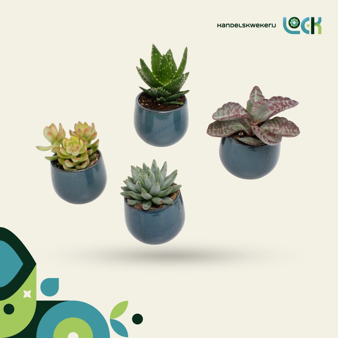 LockSucculents's tweet photo. Wist je dat wij ook een uitgebreid assortiment keramiek verkopen, wat naadloos aansluit bij ieder van onze succulenten? 🌿 Je hebt de keuze uit allerlei verschillende soorten look &amp; feel, wat je allemaal kan inzien op Floriday! 

#vetplant #keramiek #vetplanten #succulenten https://t.co/pMrT6lZ7Hz
