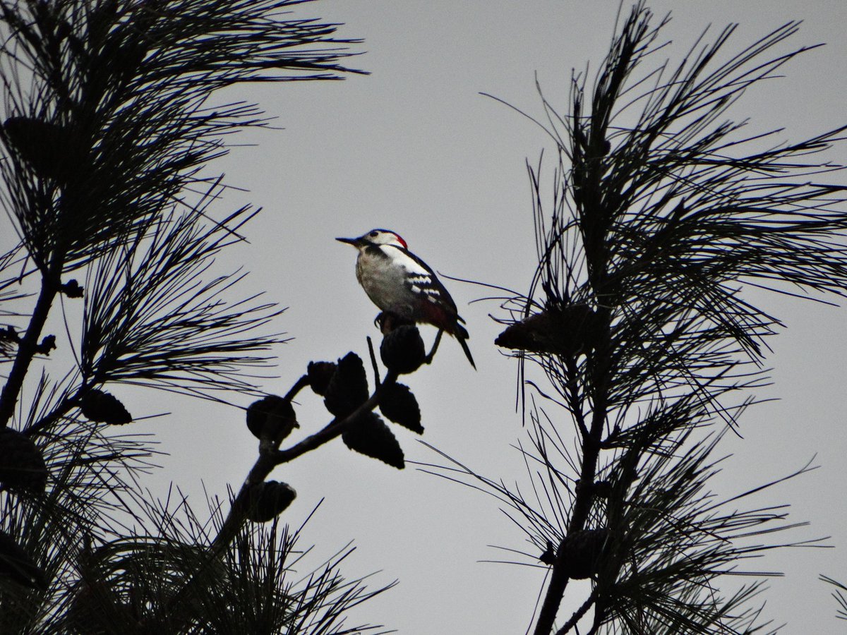 #Haftanınkuşu
Depremden 3 hafta önce artık hayalet şehre dönen memleketim İslahiye'de çekmiştim.