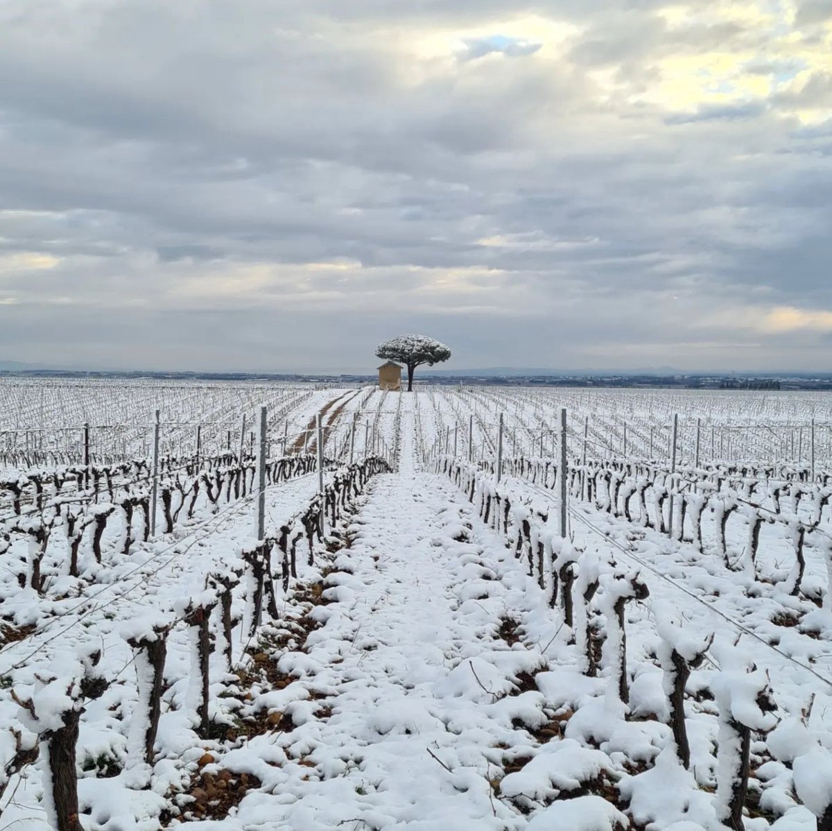 Quand notre #vignoble se réveille sous la #neige tel une appellation d’altitude … cela n’arrive que tous les 10 ans … alors on profite de la beauté de ces paysages :-)
Photo <a href="/CornutNuma/">Cornut Numa</a> #Chateau #Guiot