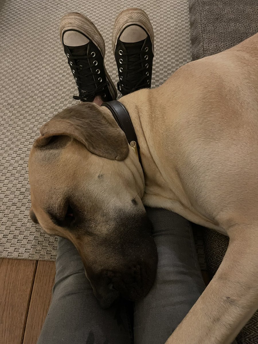 AlexandraJudd4's tweet photo. Home after 4 weeks of Indian travel and someone is very pleased about it 😊 #greatdane #travel #doglove https://t.co/emNjqIqR37