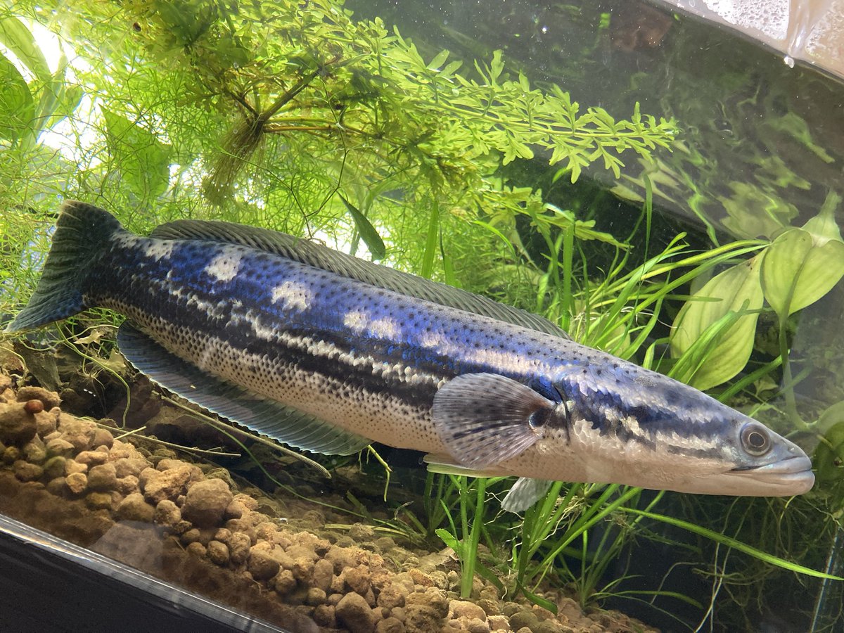 ☆希少☆オーナメント　さかな　いぬ　ねこ　クジャク　イモムシ　ハワイ 猫のおもちゃ「さかな」 ウールサッキング対応 | Peaceful Smile