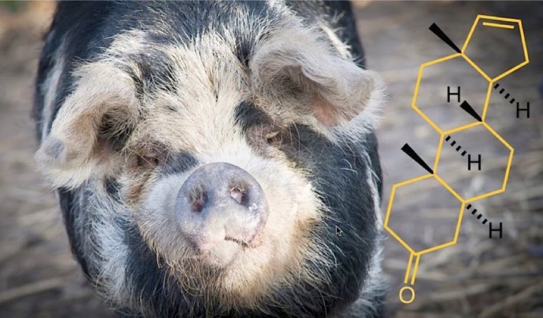 eedcAndy's tweet photo. Ham it up #NationalPigDay! Androstenone is found in high concn in male pig saliva & when inhaled by a female, in heat, it can result in the female assuming the mating stance; it is cited as the 1st mammalian pheromone & appears in products claiming to be aphrodisiacs #Lynxeffect? https://t.co/ufqIjuM1ek