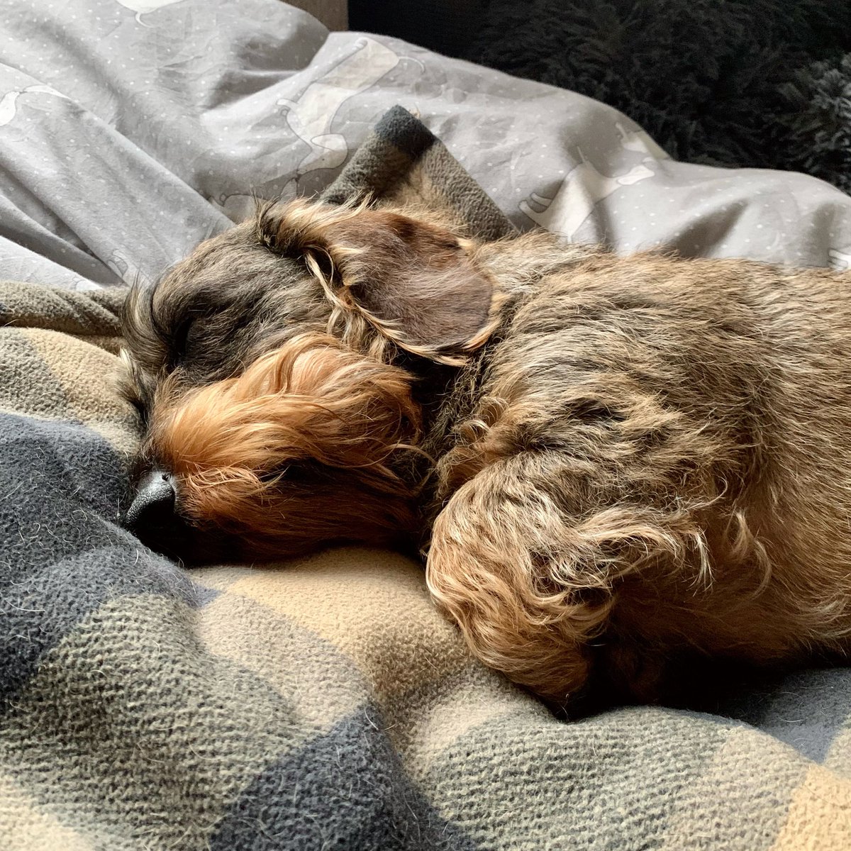 Finn53571796's tweet image. Sunday vibes…on a Monday 🙊 as mum’s got a whole week off 💞. Enjoying a lie in even if mum is being clingy 🦦😴🤎

#mondaymotivation 
#liein 
#donotdisturb