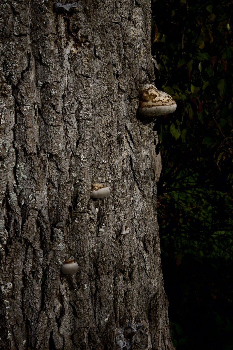 sometimes beautiful things are just to look at, not to name.
#photo #photography #photographylovers
#nature #naturephotography #naturelovers
#tree #treephotography #treelovers
#mushrooms #mushroomlovers #mushroomphotography