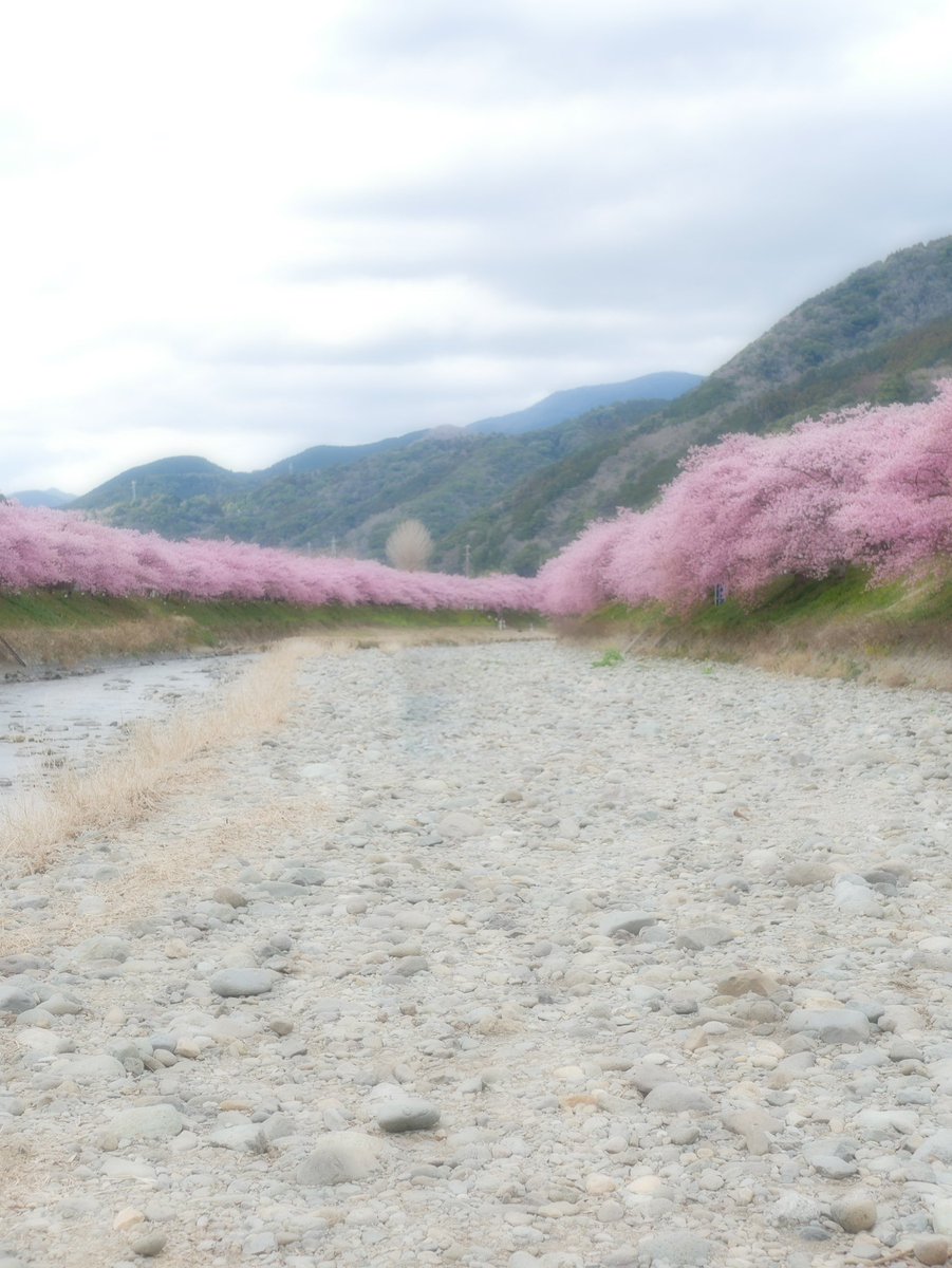 SAPHIR85983648's tweet photo. 春か遠くまで
#河津桜 #カワヅサクラ
#kawazuzakua
#cherryblossom
#菜の花
#なのはな
#turniprape
#静岡
#伊豆
#伊豆半島
#河津町
#カメラ好きな人と繫がりたい
#写真好きな人と繋がりたい
#ビギナー
#ファインダー越しの私の世界
#photo
#photography
#キリトリセカイ
#今日の一コマ https://t.co/Aa7y3GoeRV