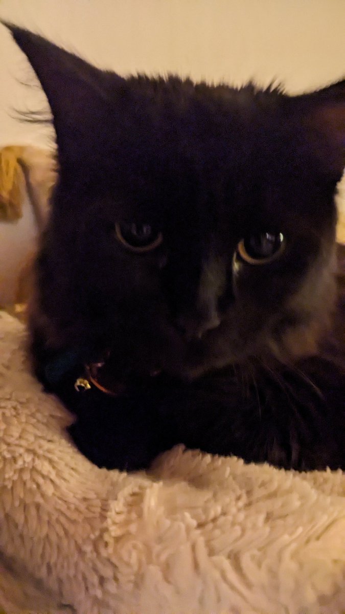 speakerjohnash's tweet image. But have you blended your cats on midjourney into the #supercat?

/blend your cats with mine on @midjourney to form one #supercat

Tag a brilliant artist and cat enthusiast 

Reality is now #blendable

@KaliYuga_ai @FutureMeme4