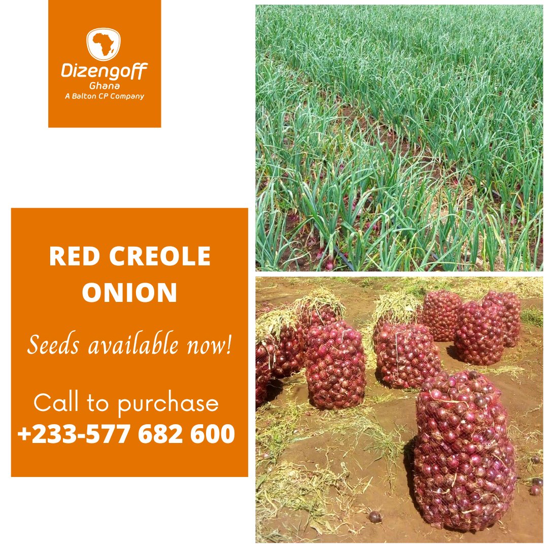 Onion farmers in #Ghana can now enjoy the benefits of growing the Red Creole onion variety. It  is one of the most sought-after among the short-day storage onion varieties
#DizengoffGhana #onionfamers #onionfarming #farming #farmers #farminginghana #vegetablefarming #redonion