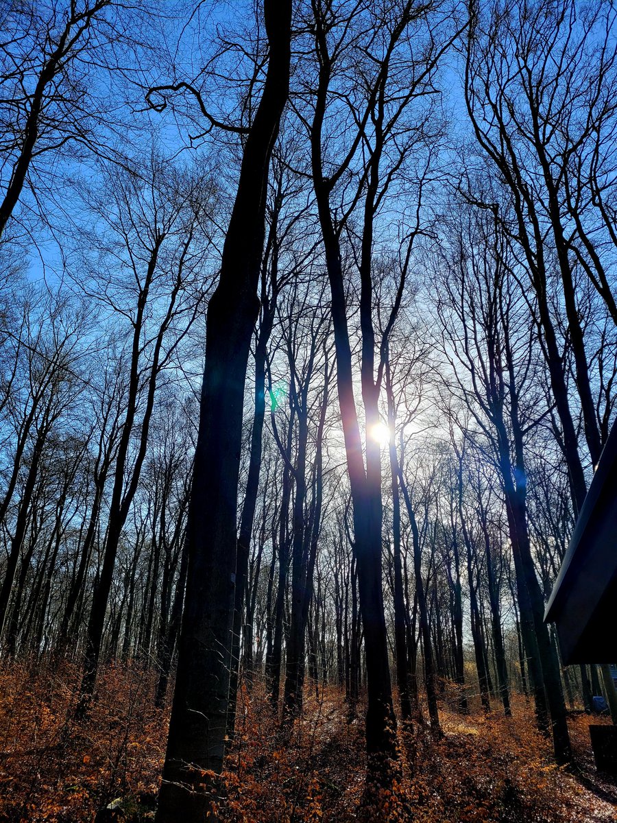 Eclectic Hound tweet media