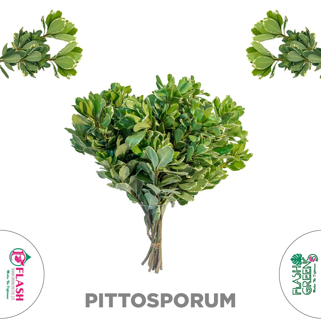 FlashFlower's tweet photo. Flash Greens &amp;  Pittosporum 🍀

#FlashFlower #flower https://t.co/CiwP12vqqF