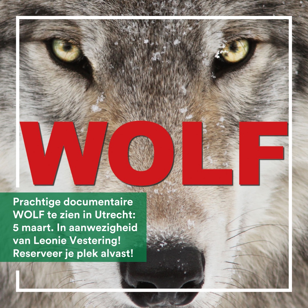 In aanwezigheid van @leonievestering is zondag 5 maart #Wolf in Utrecht te zien!

Je volgt de jonge wolf #Scout, die een lange reis aflegt om in Nederland een gezin te stichten. De wolf is dan  na 150 jaar terug in NL!

Aanmelden Utrecht: tinyurl.com/4p2eaj7y

#wolfinnederland