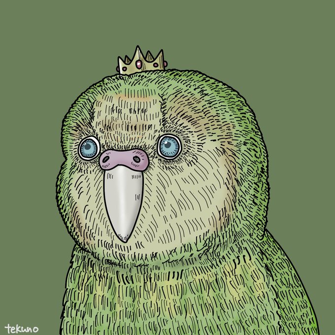 みなさま、こちらが「カカポ」というニュージーランドに住む激カワな鳥さんです。重いらしいです。 