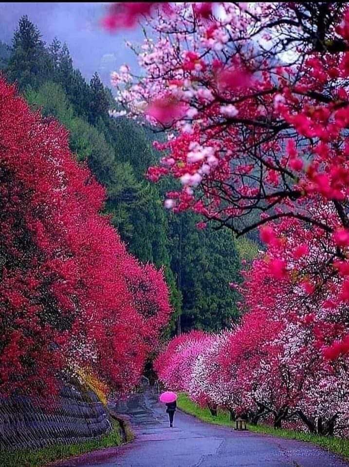 SaxpazidouMari's tweet photo. Καλή σαρακοστή!!
#spring_is_coming⌛🌸 https://t.co/0B4LSdulDu