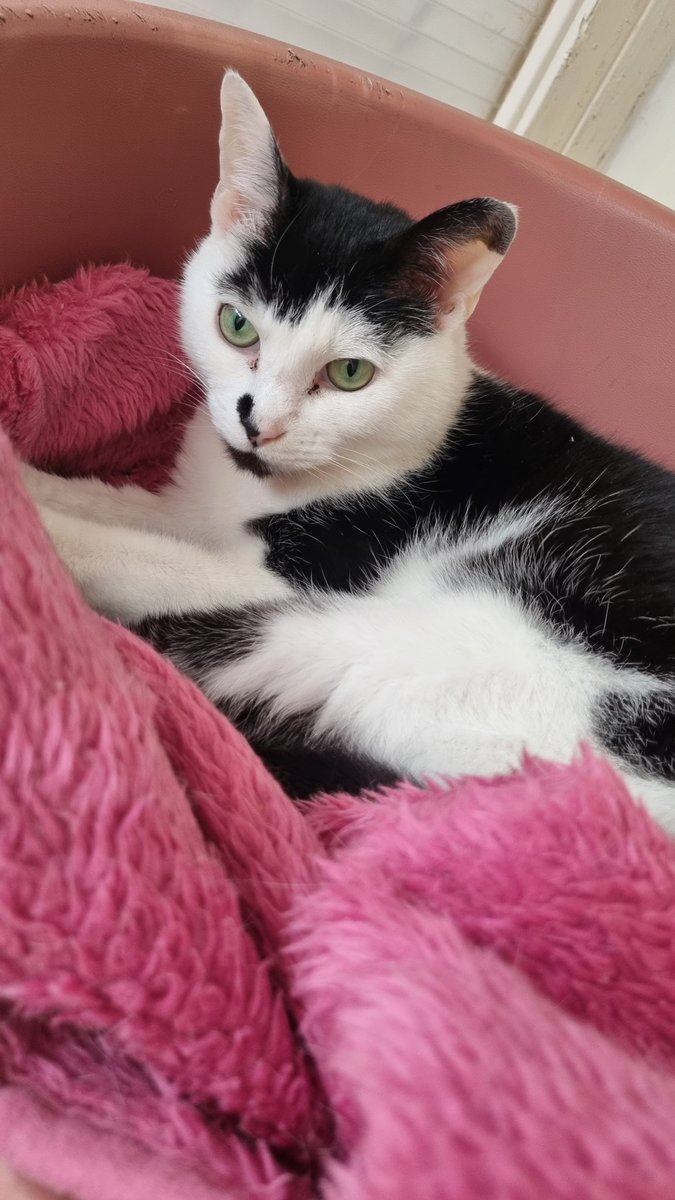 Anyone looking to adopt cats in South Yorkshire please consider Noahs Ark Pet Rescue. 

They currently have around 20 cats that need rehoming and are running out of space fast! 

facebook.com/NoahsArkPetRes…

#AdoptDontShop #CatsOfTwitter #barnsley #barnsleyisbrill #southyorkshire