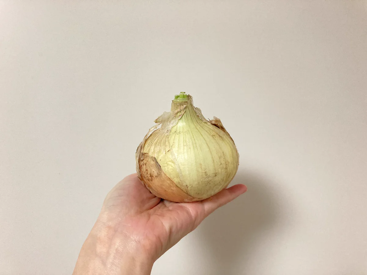 新玉ねぎが好きという人必見！新玉ねぎを使った「炊き込みご飯」のレシピ！