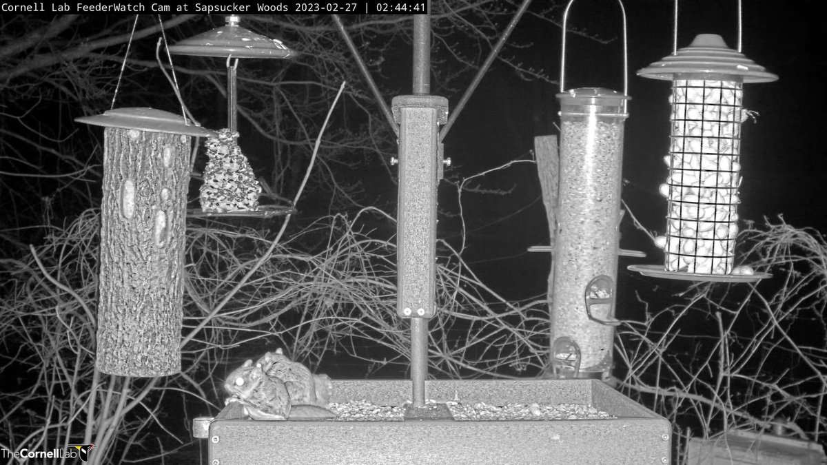 FeederWatchCam's tweet photo. 02:44, 2/27   Breakfast for two.  Good morning, feeder fans, everywhere!  #cornellfeeders https://t.co/1iM09KwVvt