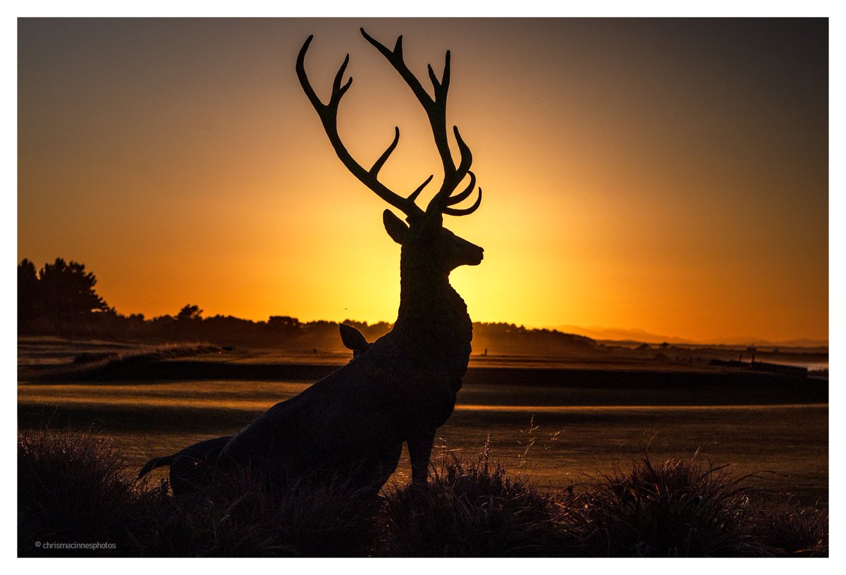 Statue of Royal stag with calf by the practice green at Nairn Golf Club
<a href="/NairnGolfClub/">Nairn Golf Club</a>