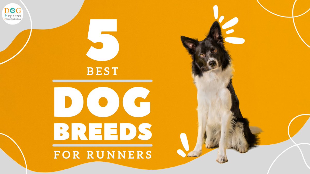 Dog_express's tweet photo. 5 Best Dog Breeds for Runners ๐
https://t.co/JiWOUuusl4
#Dogexpress #Doglovers #Dogowners #runningdog #running #dog #happydog #dogsofcentralpark https://t.co/tbwTIEMpIk