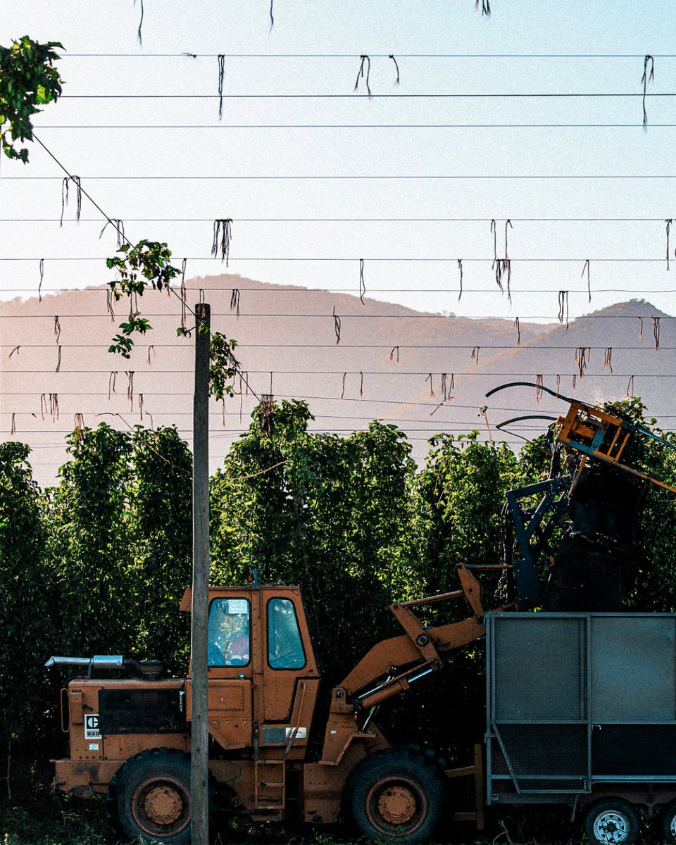 BarthHaasX's tweet image. Ready, set, hop! 🥳

The 5-day Australian Hop Harvest Tour starts. We’re there to celebrate the latest harvest and to give you insights on hop varieties of the region. 

#aussiehops #barthhaas #hops #hopharvest #hopflavor