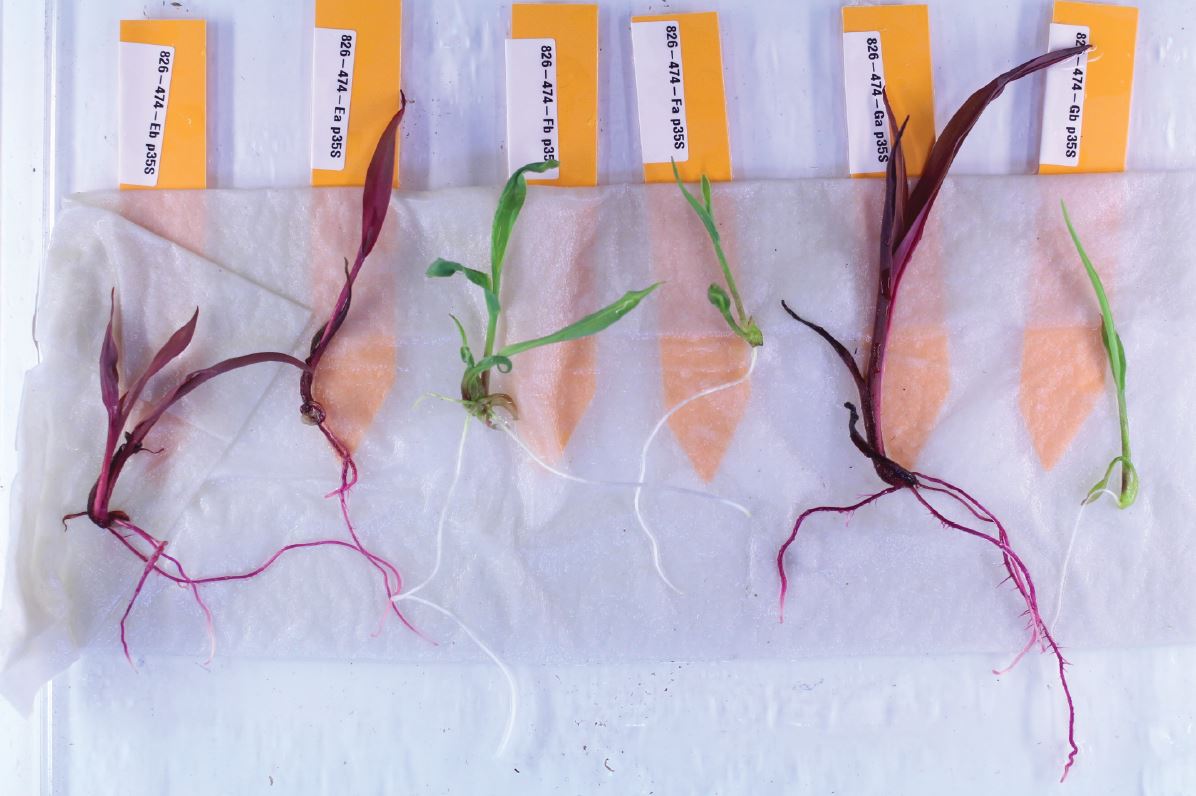 VACANCY To support our maize transformation and gene editing pipeline, we are looking for a Junior Research Technician. Spread the word!  #CRISPR 
flanders.bio/en/vacancies/j…