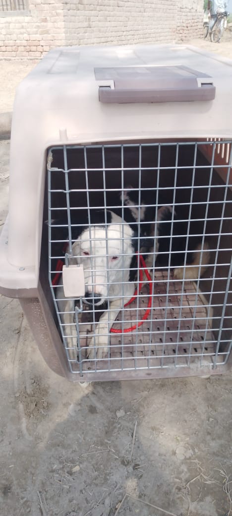 tws_pk2's tweet photo. Good news Limpy was collected and is now onroute to Lahore. It was a fair distance so will take a bit of time but he's safe and well. Thank you to everyone that donated towards his travel, this has only been made possible because of your love and support. More updates to follow https://t.co/dkiXxWnWnV
