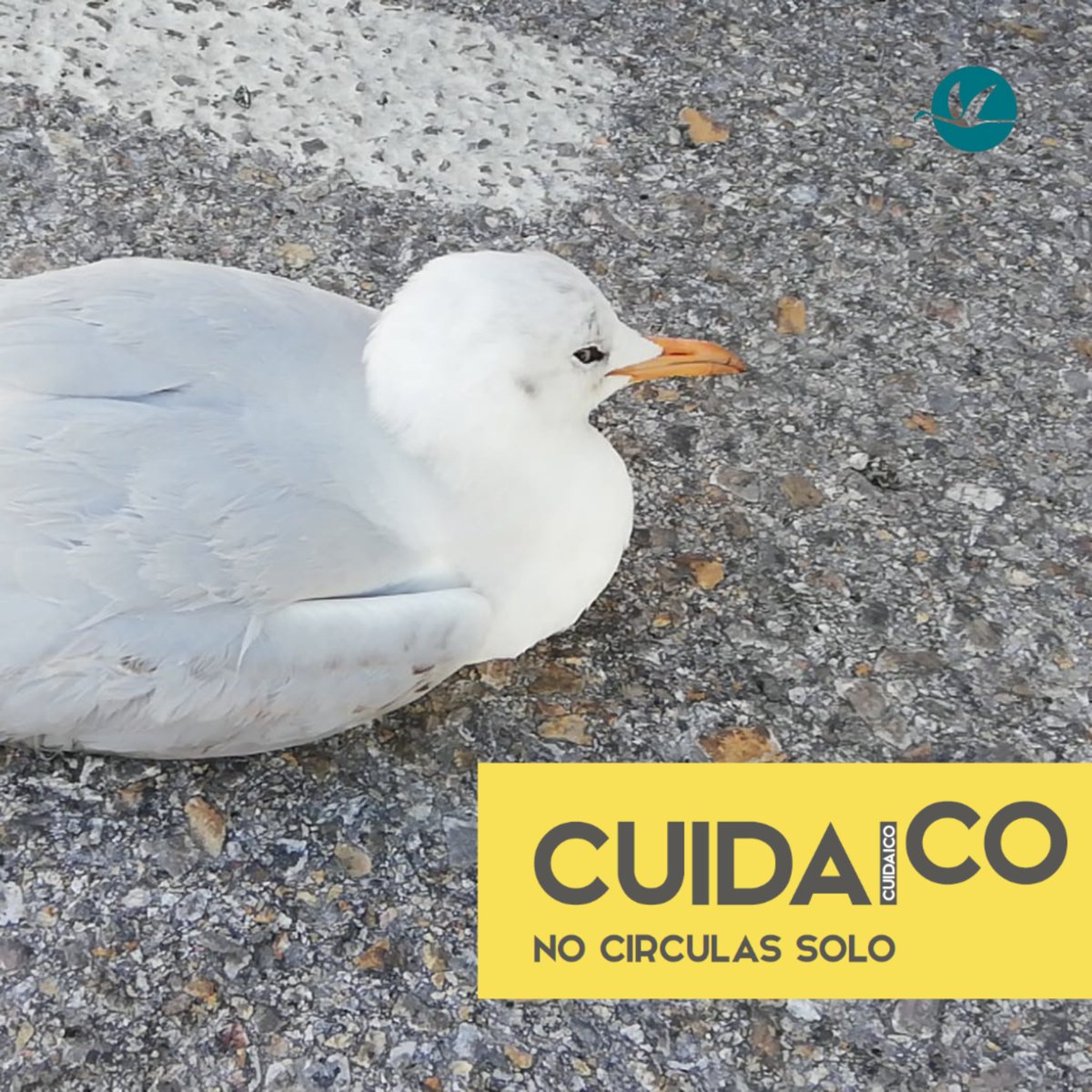 SalinasSPedroPR's tweet photo. Encontramos esta #GaviotaPicofina en la carretera de las salinas 😨
🐦💥🚗 Mostraba signos de colisión, avisamos al #CECOFOR (968 177 500) y fue trasladada al Centro de Recuperación de Fauna Silvestre 🏥
❤️ Esperamos que pronto vuelva a su hogar #SalinasSPedroPR ❤️
#Cuidaico 🙏 https://t.co/qq37hUwHkX
