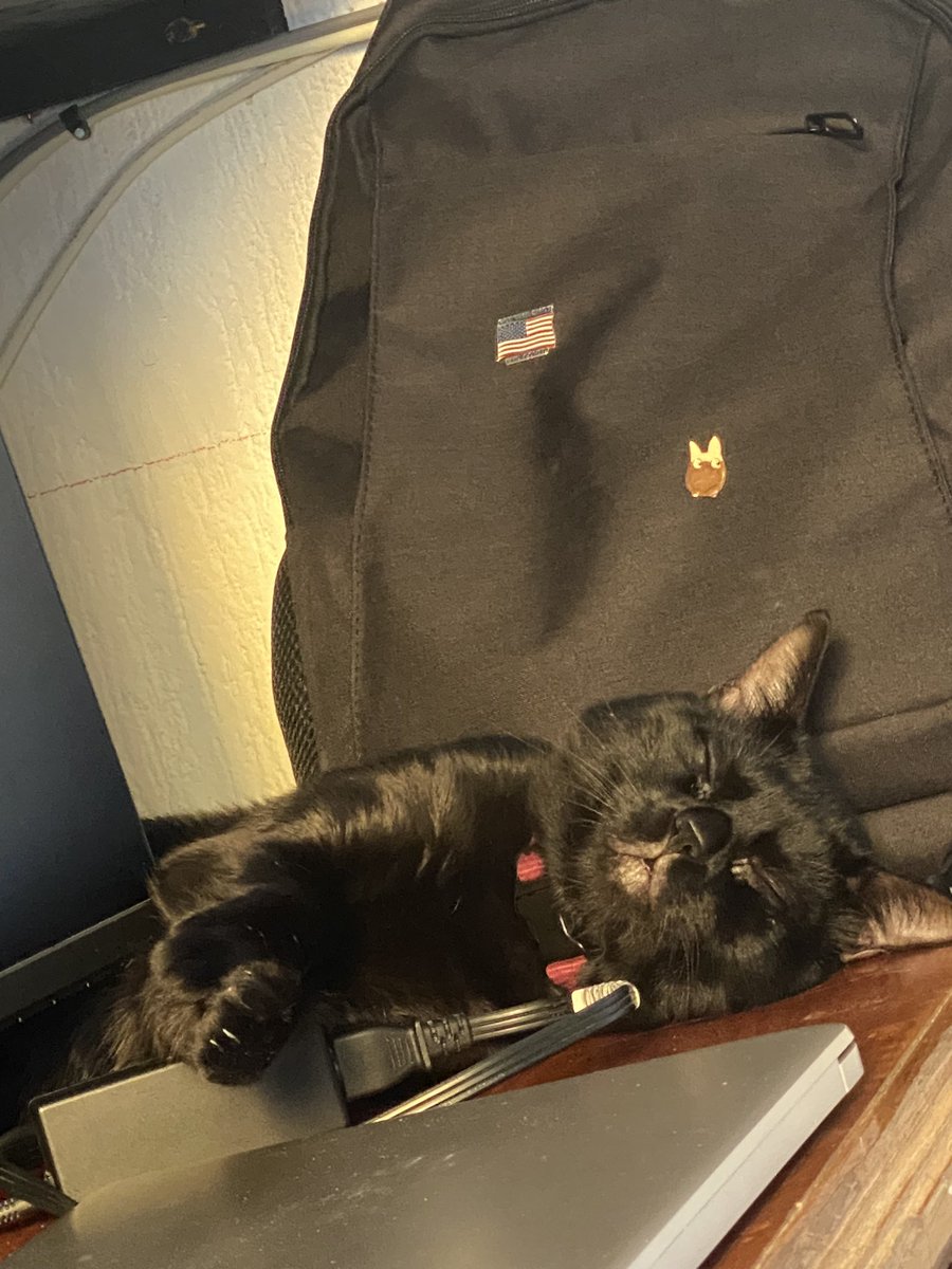 Saeandul's tweet photo. La única razón por la cual no me mato es mi gato https://t.co/TbKIDEmrSF