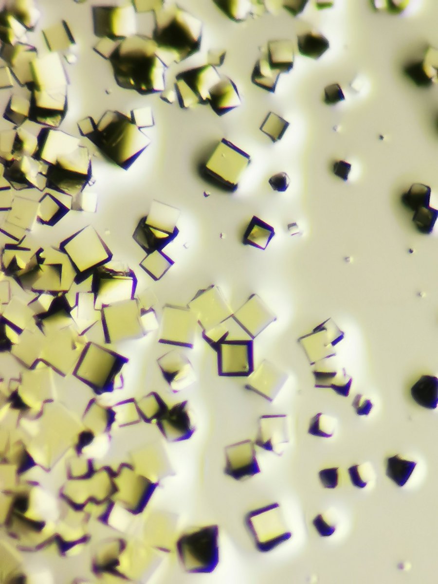 Georgia Orton tweet media