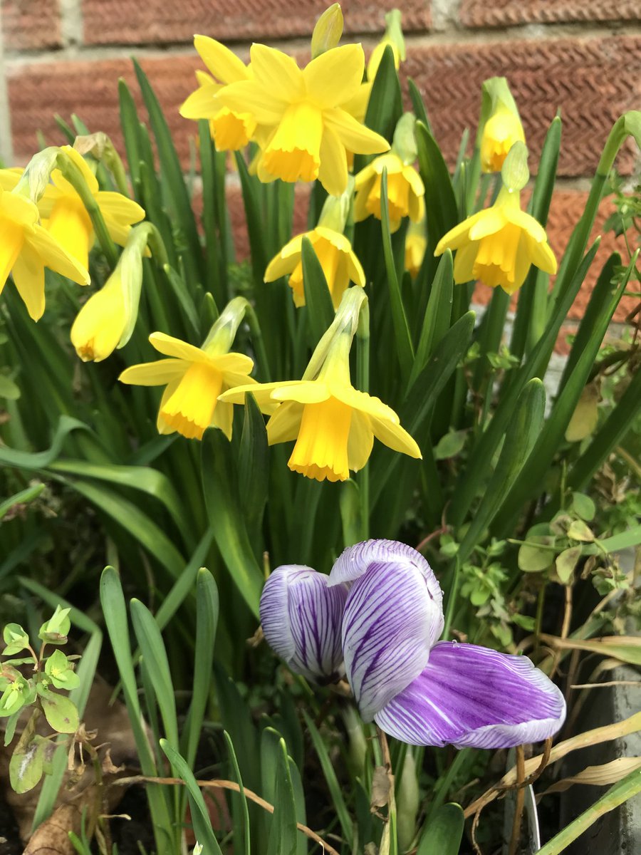 karen thompson tweet media