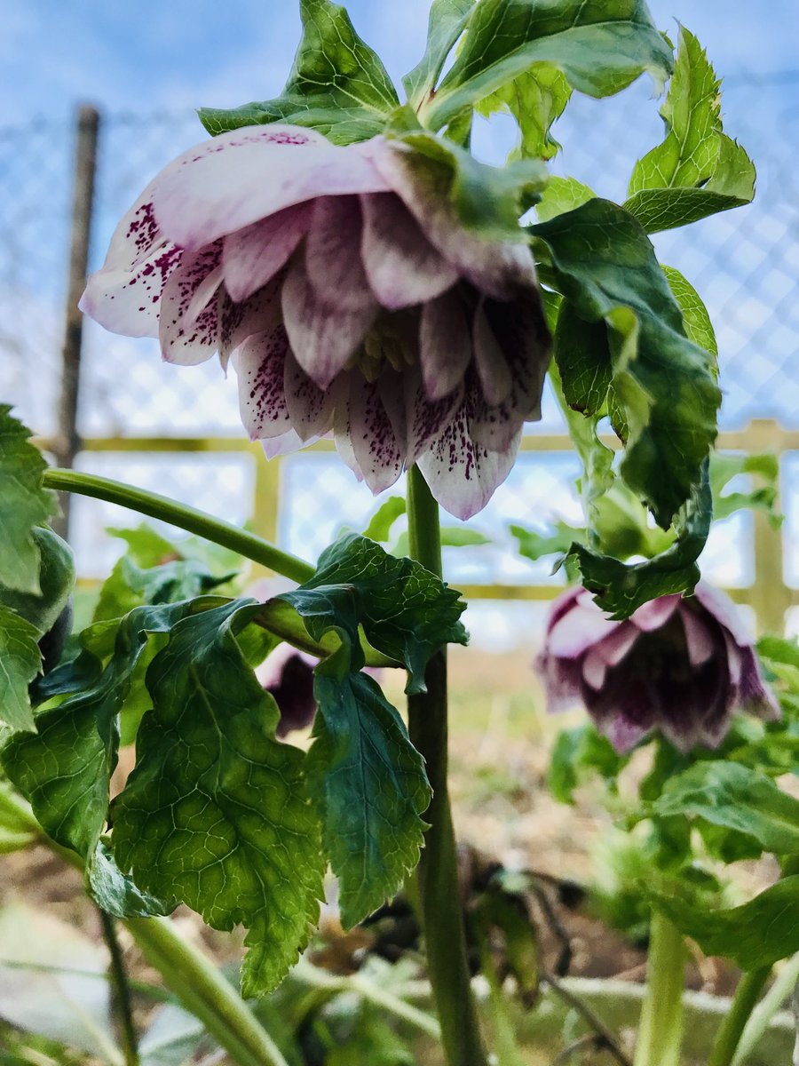 karen thompson tweet media