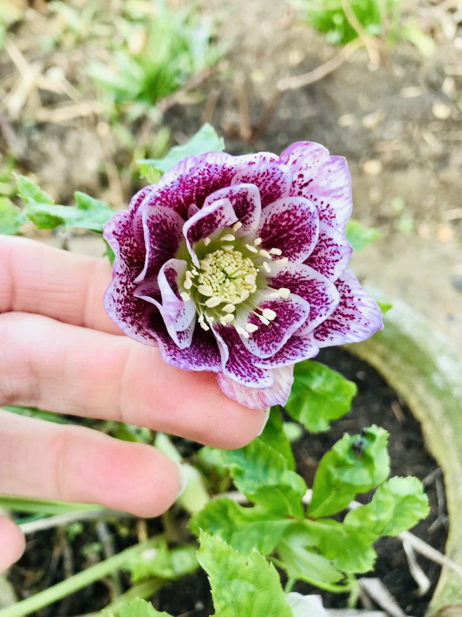 karen thompson tweet media