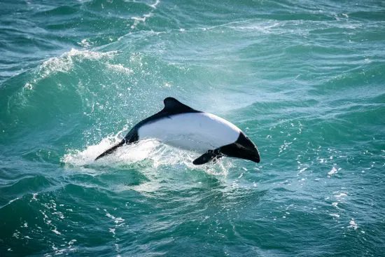 CESKenya's tweet photo. The unusually patterned Commerson’s dolphin (Cephalorhynchus commersonii), also known as the “Panda dolphin”, “Skunk dolphin”, and “Piebald dolphin” is a small #cetacean, reaching only 1.5m. Many mistake it for a porpoise, but its behaviour is that of a #dolphin! 
#biodiversmondy https://t.co/WAwe1X6upe