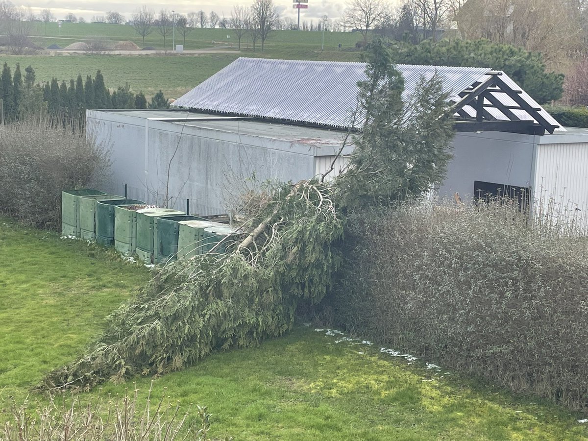 Es klingelt an der Tür. Der Nachbar hat seine Konifere beschnitten und „ein Ast“ sei auf unser Grundstück gefallen. Ob er ihn wegräumen dürfte. 
Der Ast: