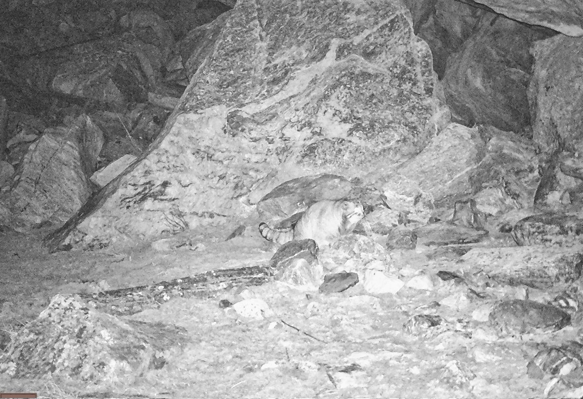 A rare photograph of the Pallas's cat from Bhutan. Least Concern globally,but in the Himalayas, Pallas's cat are rare and very elusive. After the cat was first reported in Bhutan in 2012,it went missing for nearly 10 years.Luckily, the cat is back in our camera traps once again