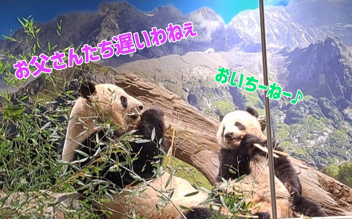rinciao's tweet photo. 2023.2.15
パンダのもりのピクニック

①②迷子になって行き倒れるちょっと頼りない父と巻き込まれ次女
③ピクニックを楽しむしっかりものの母とちゃっかり次男　
④寝坊して置いていかれた長女

#上野家の休日 #リーリー #シンシン  #シャンシャン #シャオシャオ #レイレイ #上野動物園 https://t.co/DbvPsFx3ID