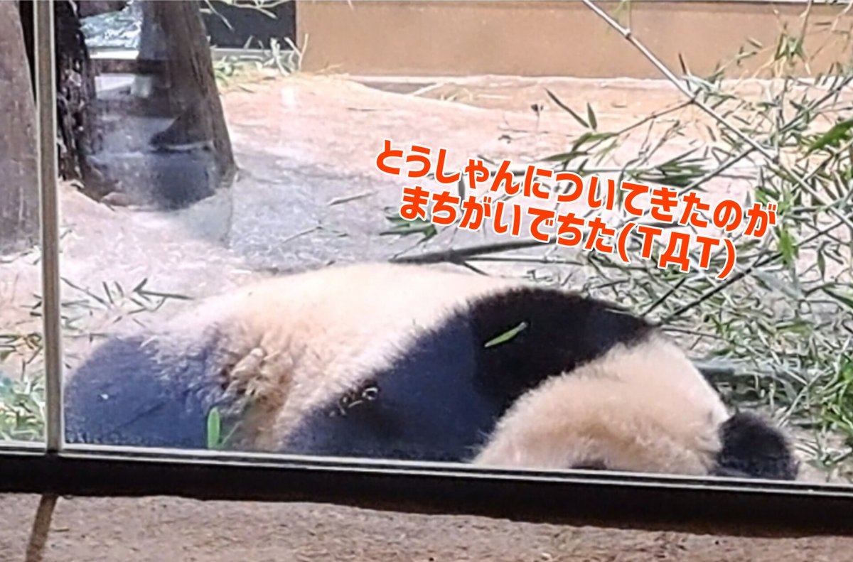 rinciao's tweet photo. 2023.2.15
パンダのもりのピクニック

①②迷子になって行き倒れるちょっと頼りない父と巻き込まれ次女
③ピクニックを楽しむしっかりものの母とちゃっかり次男　
④寝坊して置いていかれた長女

#上野家の休日 #リーリー #シンシン  #シャンシャン #シャオシャオ #レイレイ #上野動物園 https://t.co/DbvPsFx3ID
