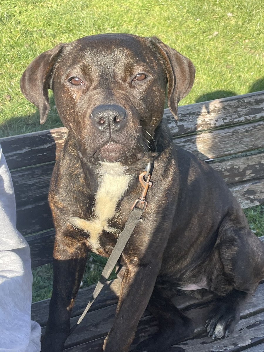 Found in Homerton area please share so we can find his owner. Responding to Zuss #hackney #missingdog #homerton