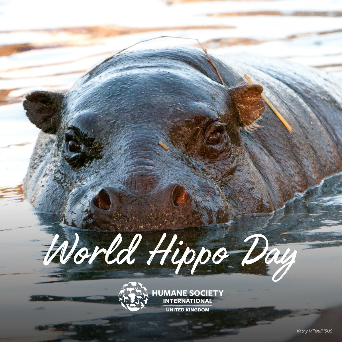 Humane World for Animals UK tweet media